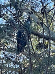 Calyptorhynchus lathami