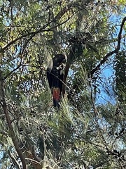 Calyptorhynchus lathami