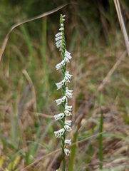 Spiranthes lacera gracilis