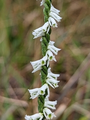 Spiranthes lacera gracilis