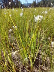 Eriophorum angustifolium