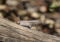 Sceloporus graciosus