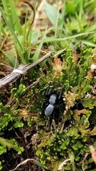Phidippus octopunctatus