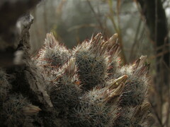 Escobaria emskoetteriana