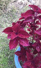 Coleus