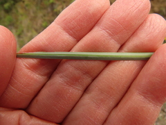 Xerophyllum tenax