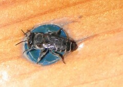 Megachile rotundata