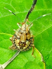 Edessa rufomarginata
