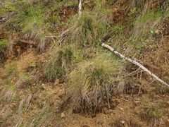 Xerophyllum tenax