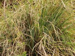 Xerophyllum tenax