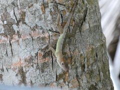 Anolis lineatopus