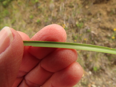 Xerophyllum tenax