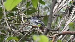 Thamnophilus ambiguus