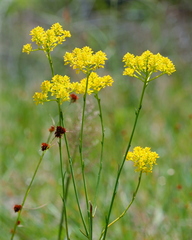 Polygala cymosa