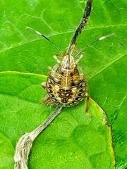 Edessa rufomarginata