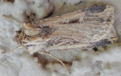 Feltia subterranea