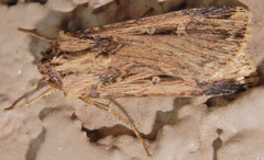 Feltia subterranea