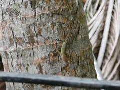 Anolis lineatopus