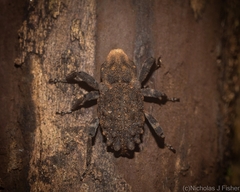 Poropterus variabilis