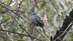 Thamnophilus ambiguus