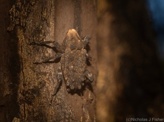 Poropterus variabilis