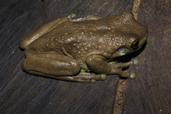 Trachycephalus typhonius