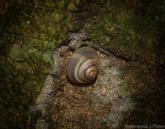 Posorites conscendens