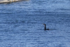 Microcarbo melanoleucos brevirostris