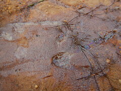 Gallionellaceae