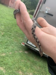 Lampropeltis calligaster
