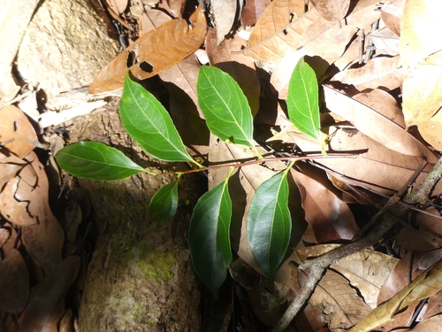 Image of Goupia glabra by (c) Guillaume Delaitre, some rights reserved (CC BY)