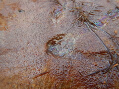 Gallionellaceae