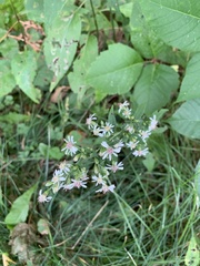 Symphyotrichum urophyllum