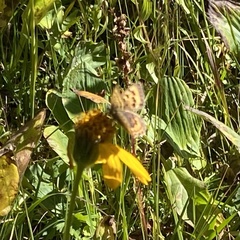 Tharsalea dorcas sangremar