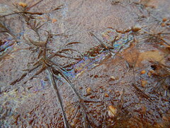 Gallionellaceae