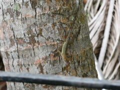 Anolis lineatopus