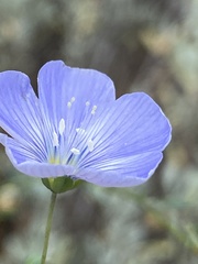 Linum lewisii