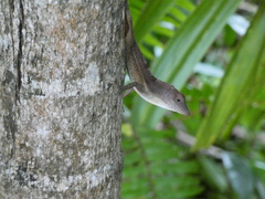 Anolis lineatopus