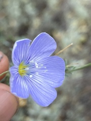 Linum lewisii