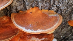 Trametes coccinea