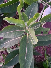 Asclepias syriaca