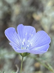 Linum lewisii