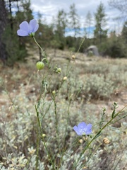 Linum lewisii