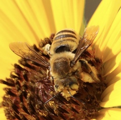 Megachile fortis