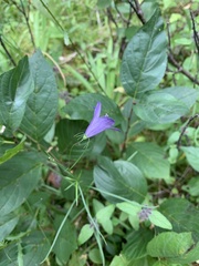 Campanula rotundifolia