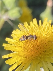 Toxomerus occidentalis