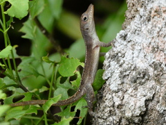 Anolis lineatopus