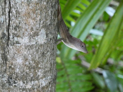 Anolis lineatopus