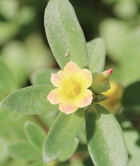 Portulaca umbraticola