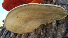 Trametes coccinea